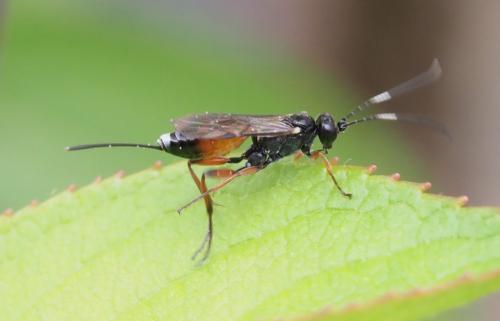Aritranis sp.